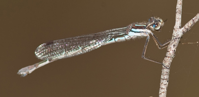 Austrolestes psyche